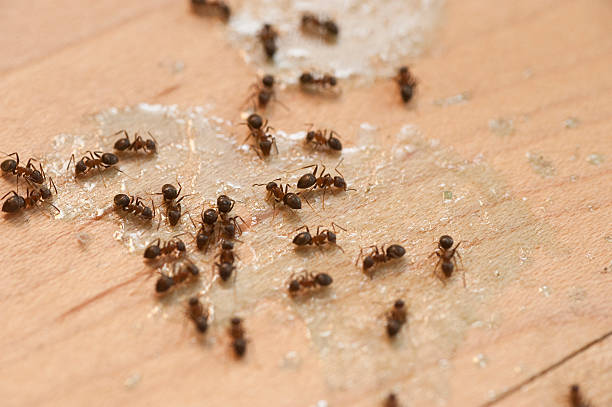 Best Exterminator Services  in Day Valley, CA