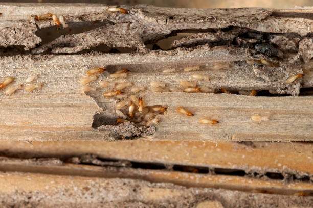 Bird Control in Day Valley, CA