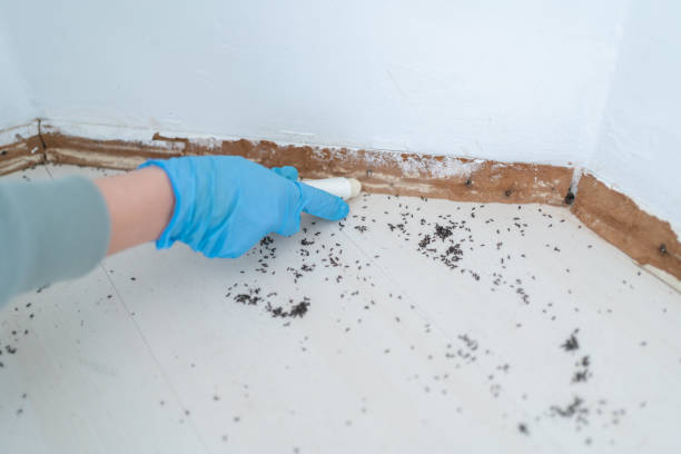 Best Emergency Pest Control  in Day Valley, CA